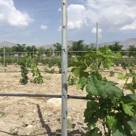 Power Coated Round / Square Metal Vineyard Trellis Posts Q195 / Q235Material